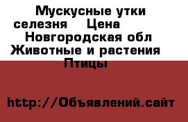 Мускусные утки(селезня) › Цена ­ 1 000 - Новгородская обл. Животные и растения » Птицы   